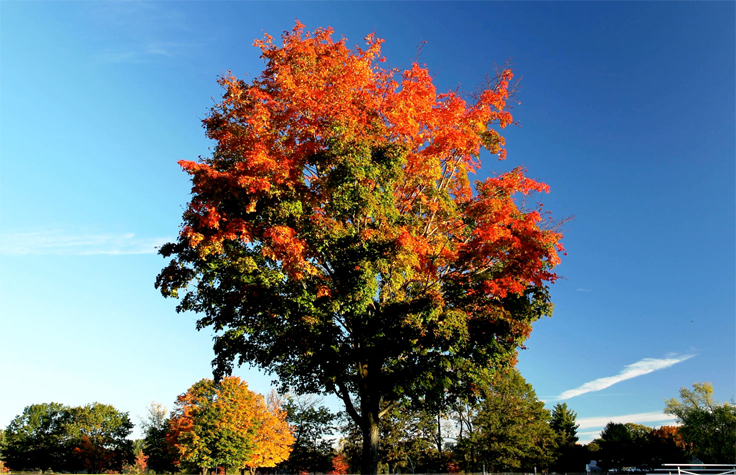 Autumn Analyzed