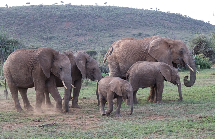 Head-on view of an African elephant